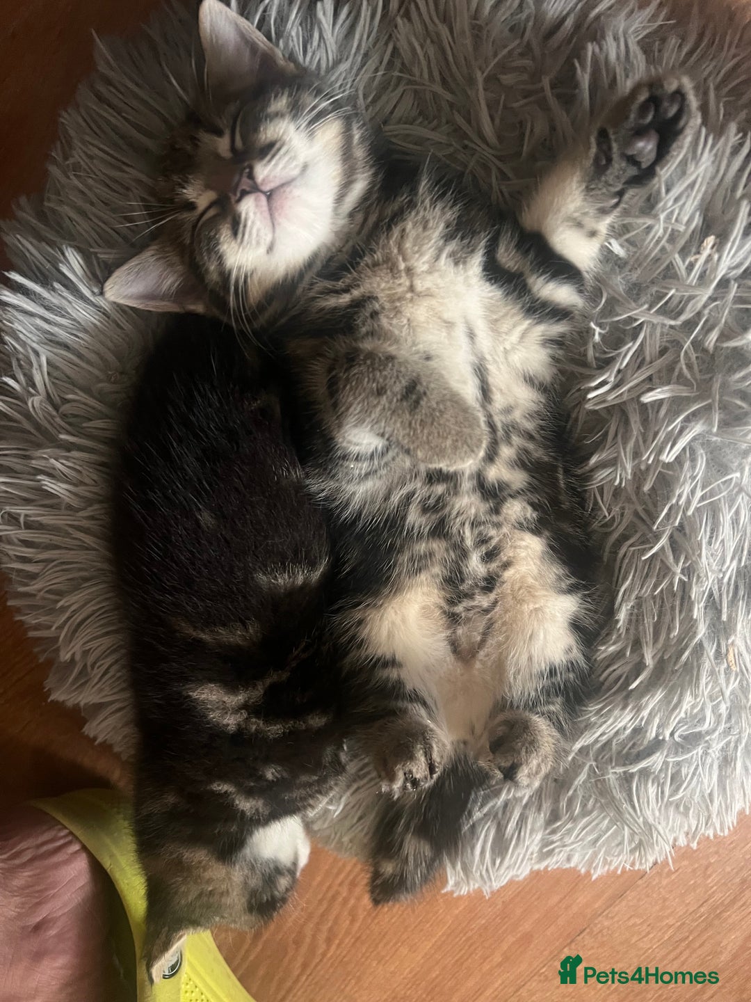 Mixed Breed cats for sale: Friendly and playful kitties  - Image 10