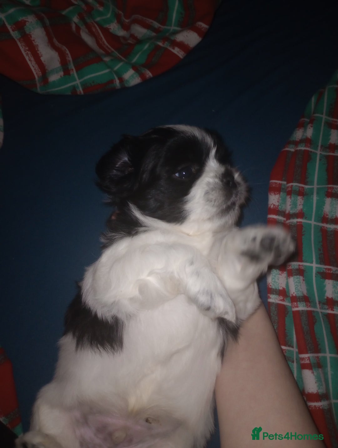 Shih Tzu dogs for sale: Adorable shih-tzu puppies - Advert 3