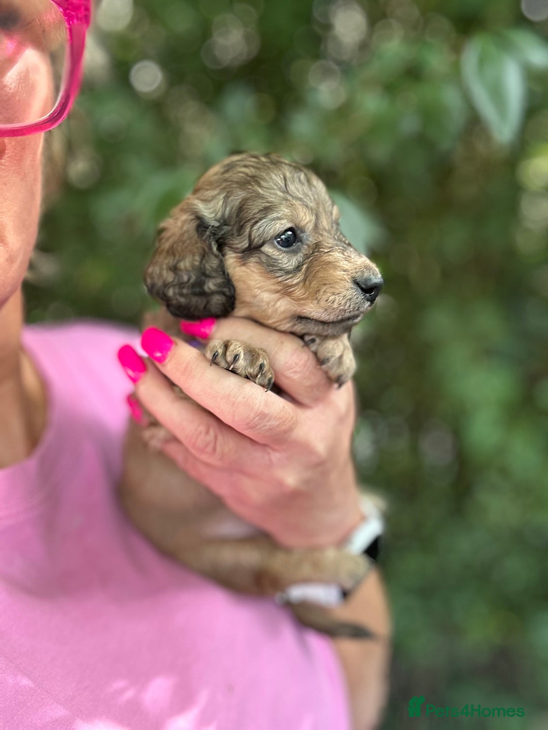 Miniature Dachshund dogs for sale: Cream Litter 5 Star Breeder ⭐️⭐️⭐️⭐️⭐️  - Image 36