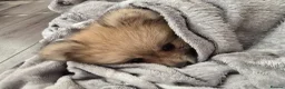 Pomeranian dogs for sale: Last little girl looking for her forever home in Basildon - Advert 1