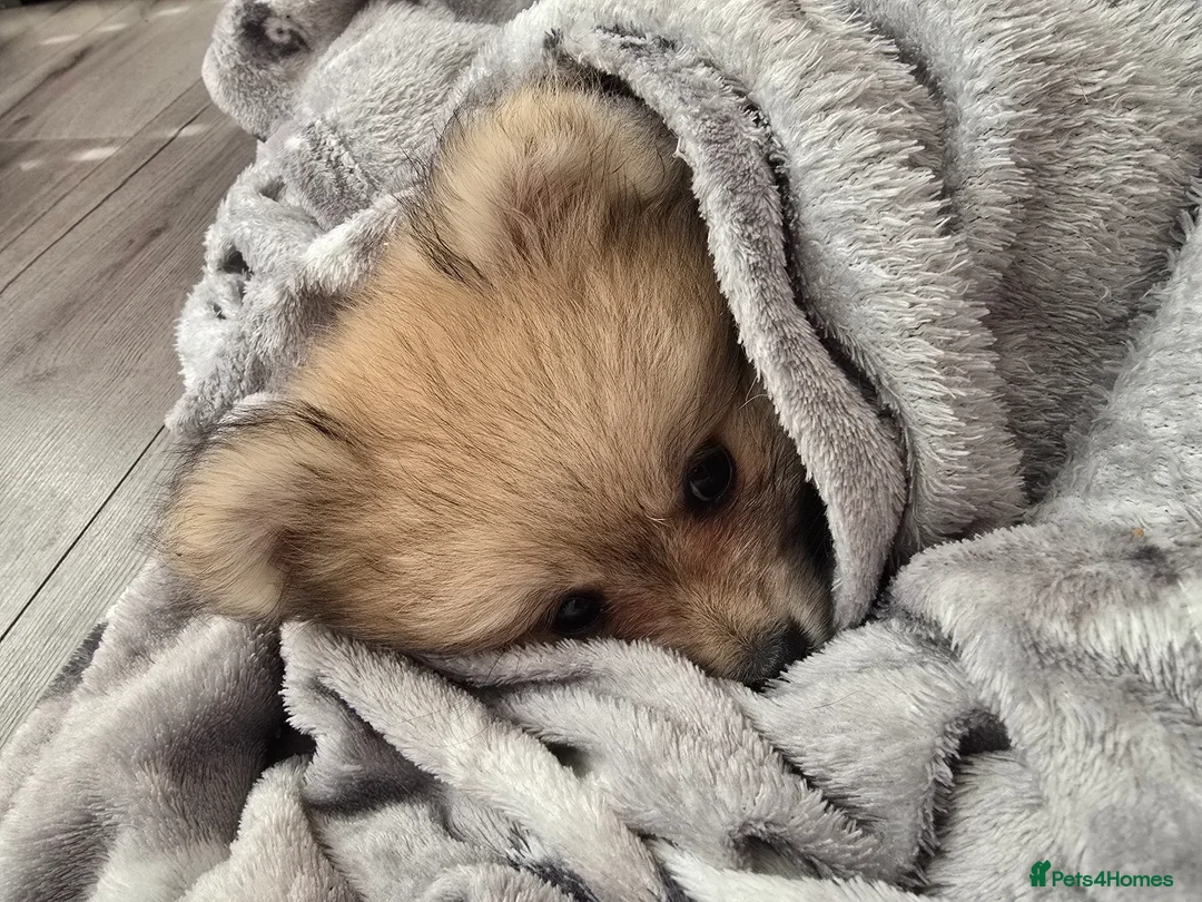 Pomeranian dogs for sale: Last little girl looking for her forever home in Basildon - Advert 1