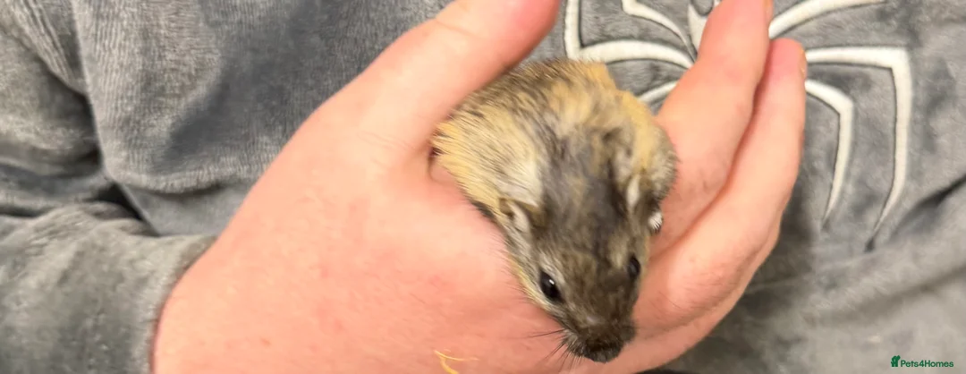 Gerbil rodents for sale: 2 bonded brothers hand tamed 20 pound each  - Advert 10
