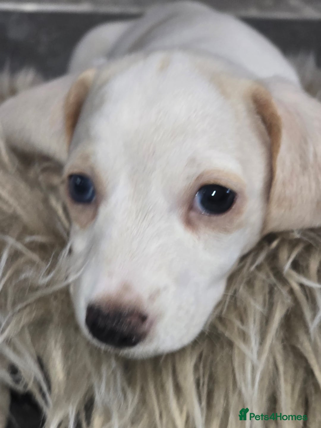 Miniature Dachshund dogs for sale: Miniature cream dachshund - Image 27