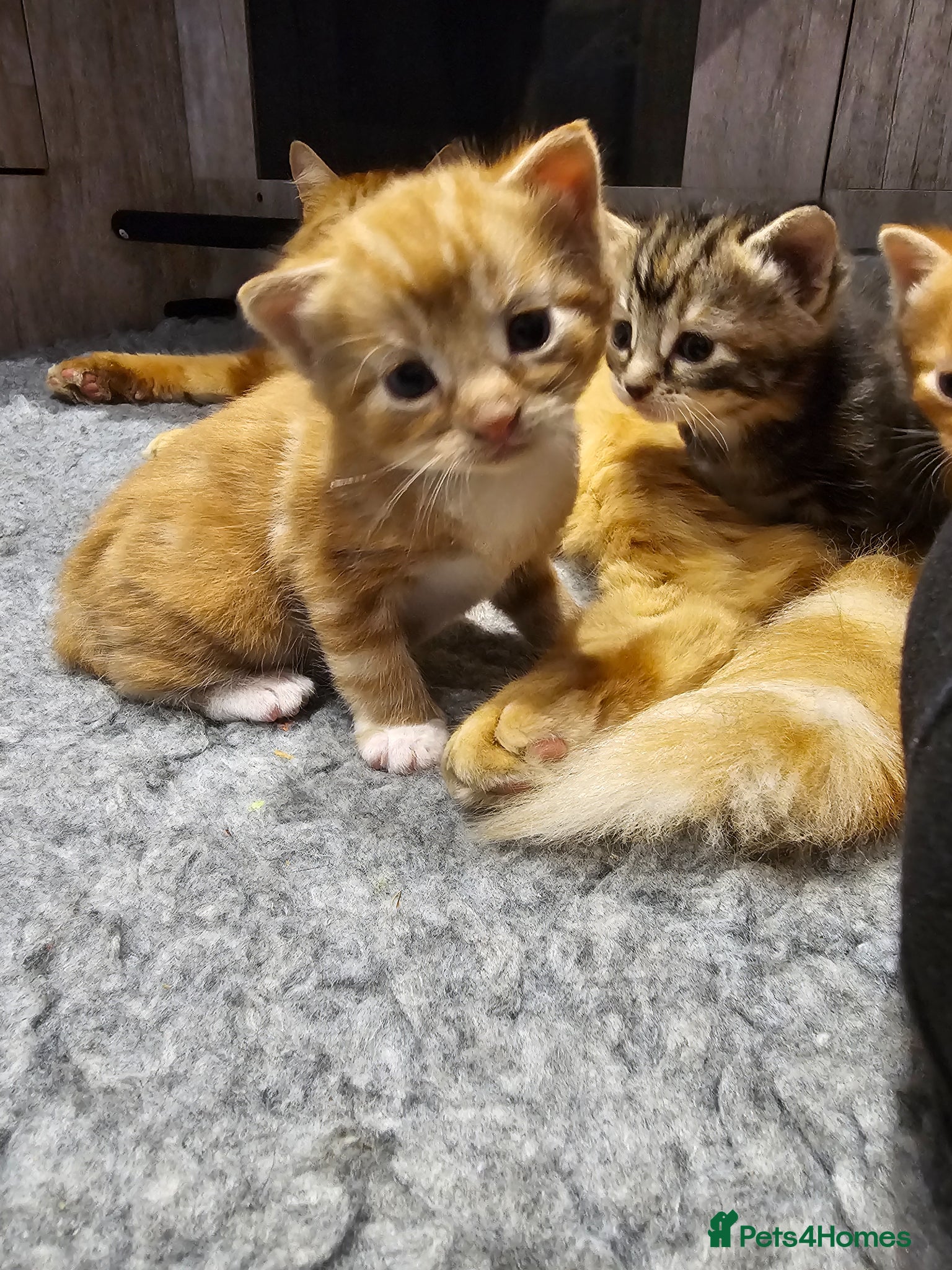 Mixed Breed cats for sale: Stunning Long Haired Kittens, rare colours🐾 💗 - Advert 13