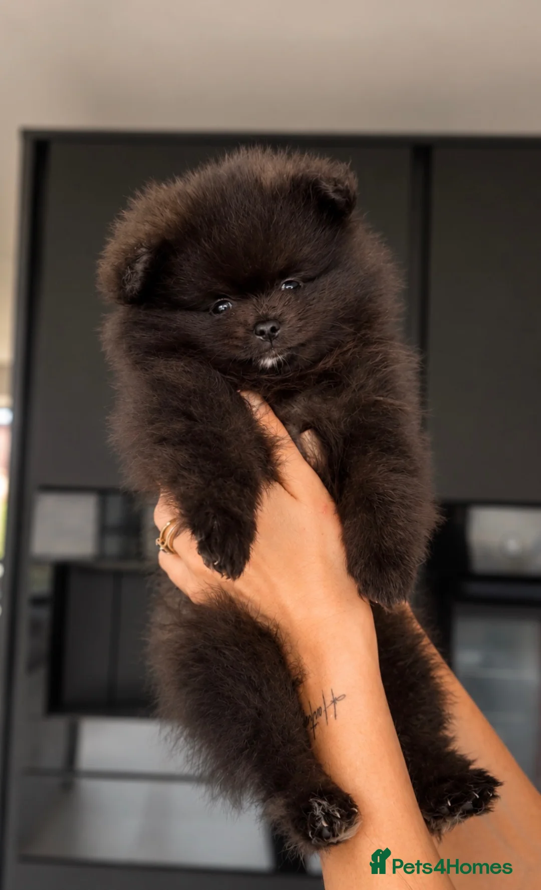 Pomeranian dogs for sale: Extra small teddy faced Pom - Advert 4