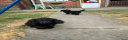 Cavapoo dogs for sale: ⭐️4 Stunning little black cavapoos⭐️ - Advert 9