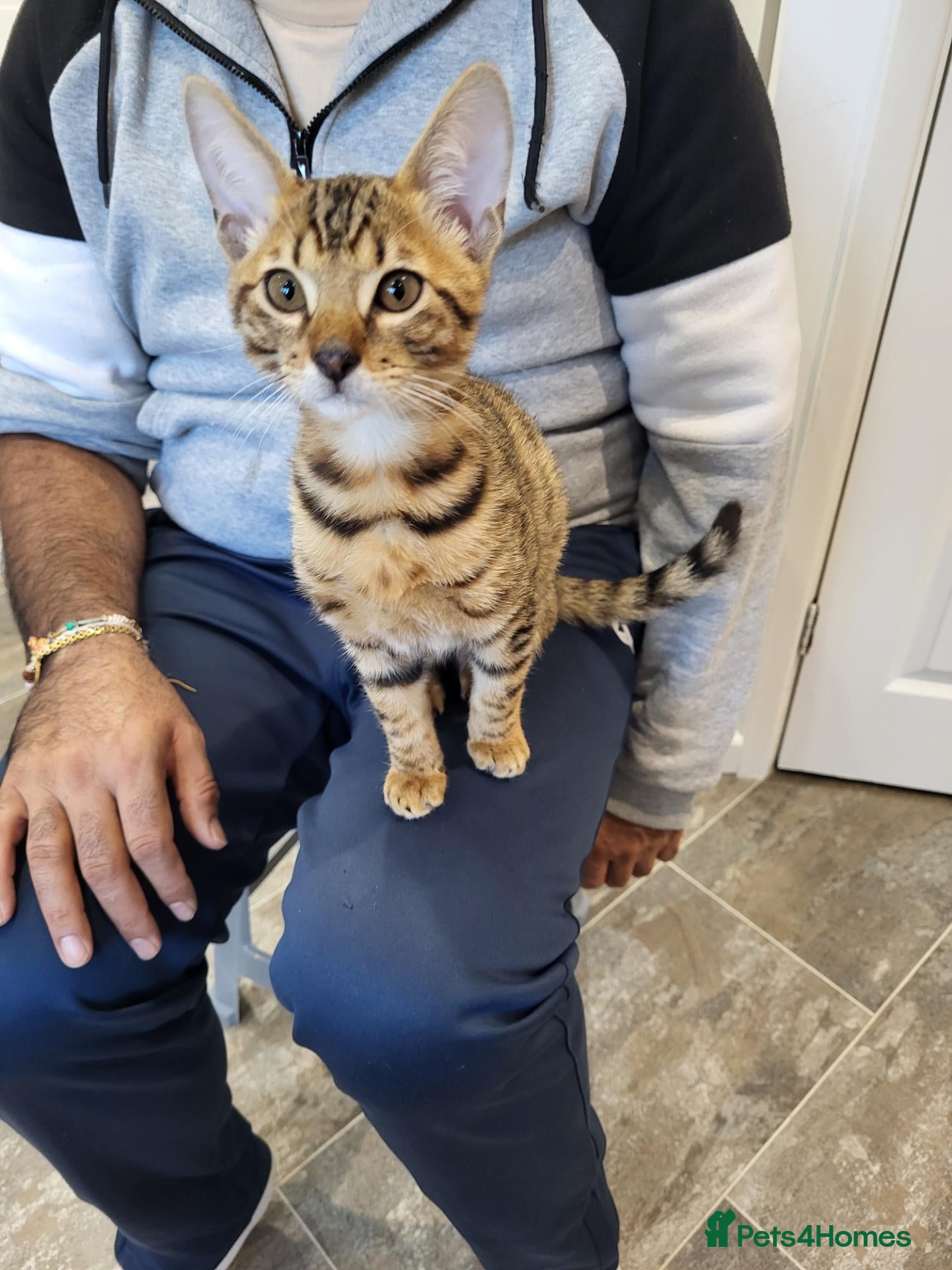 Mixed Breed cats Bengal and Savannah cross breed - Advert 1