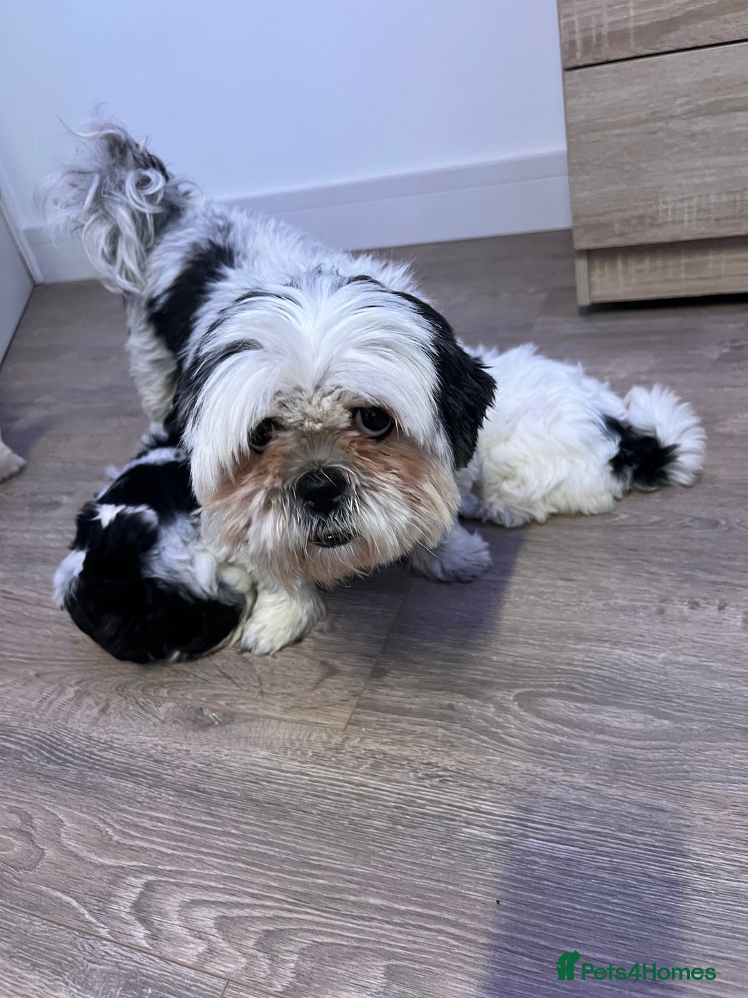 Shih Tzu dogs for sale: 4 adorable Shih Tzu for sale, 3 girls and 1 boy - Image 10
