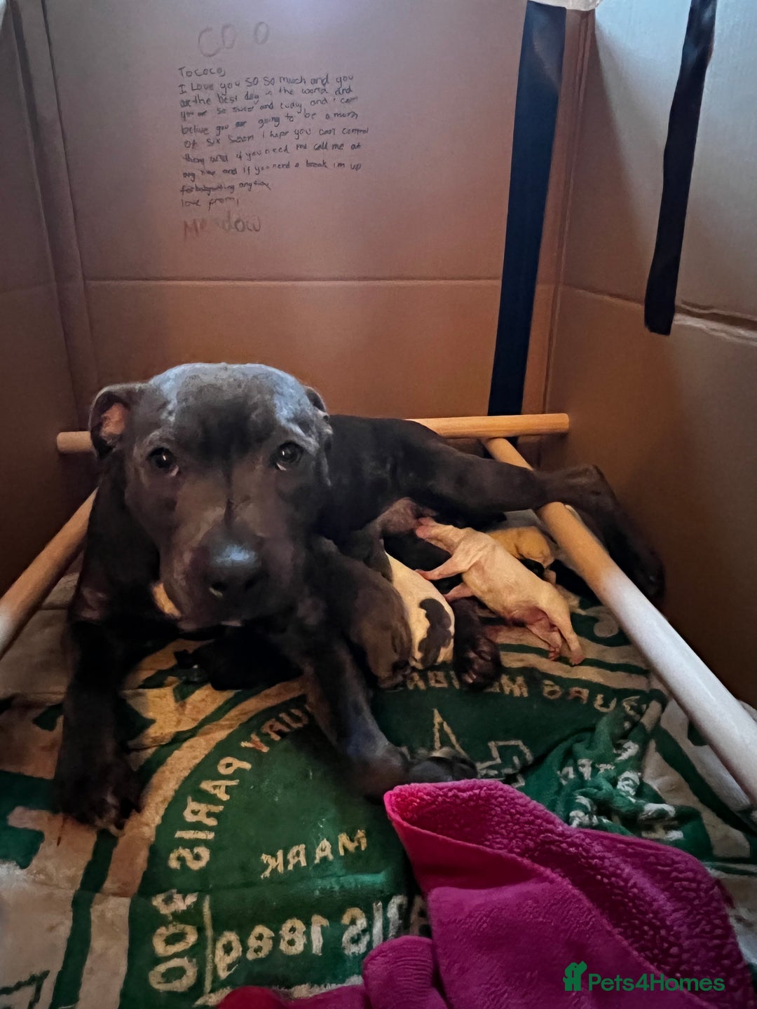 Staffordshire Bull Terrier dogs for sale: Kc reg pied, blue and black Staffies  - Advert 11