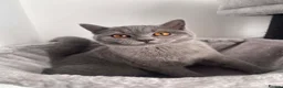 British Shorthair cats for sale: Gccf registered British Blue boy - Advert 5