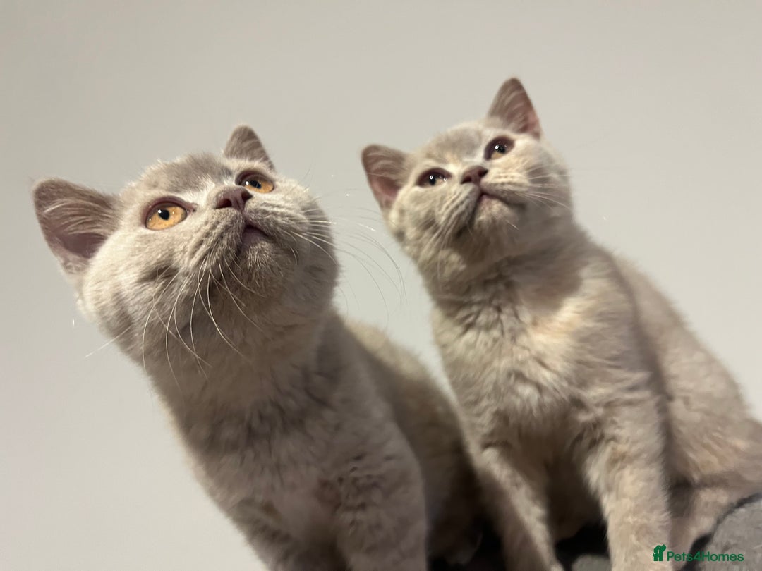 British Shorthair cats for sale: Pedigree British Shorthair Kittens Golden & Lilac - Advert 4