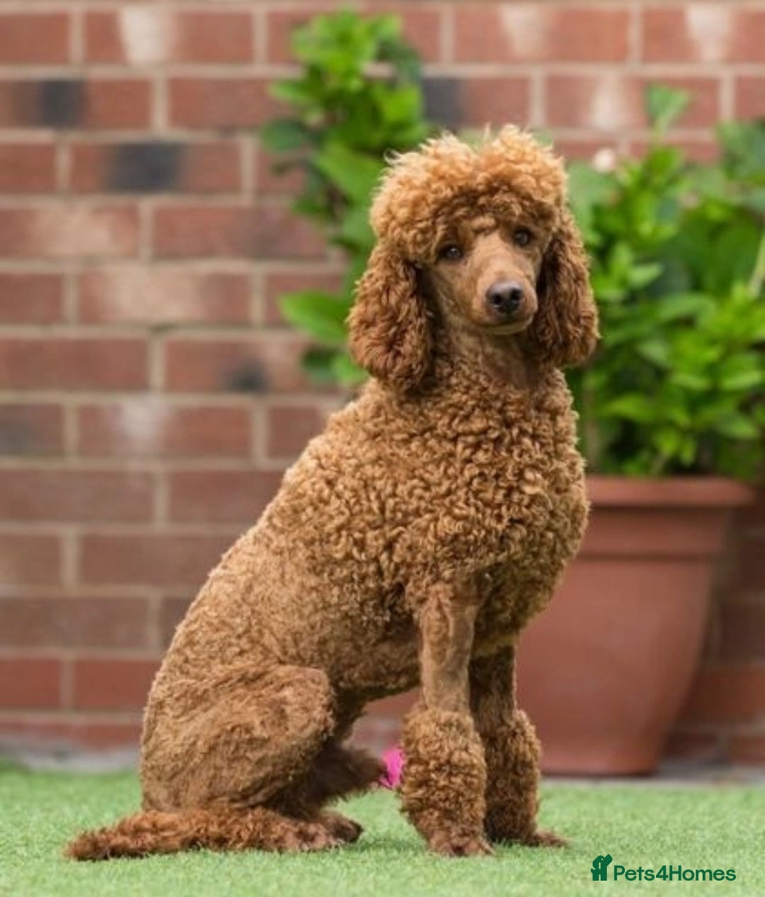Miniature Poodle dogs for stud: Donnajays 5 * Professional stud HEALTH TESTED in Stafford - Advert 3
