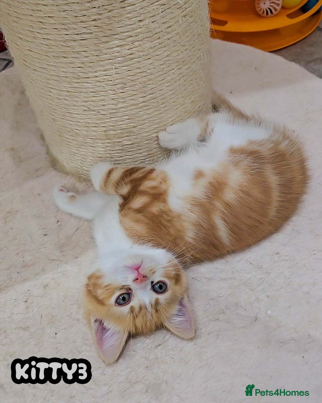 British Shorthair cats for sale: Adorable Kittens Ready For Reservation  - Image 24
