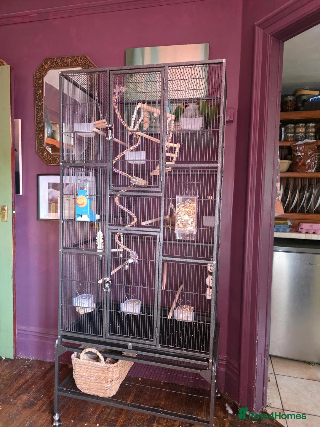 Lovebirds birds for sale: 5 lovebirds for sale large cage, unsure of sex - Advert 8