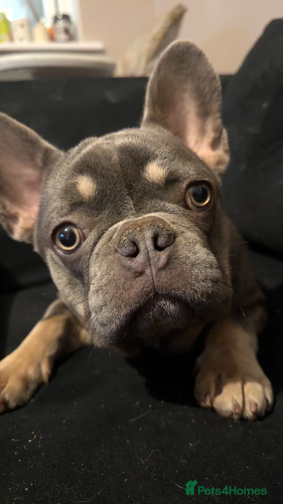 French Bulldog dogs for sale: Male French bulldog  in Coventry - Advert 2