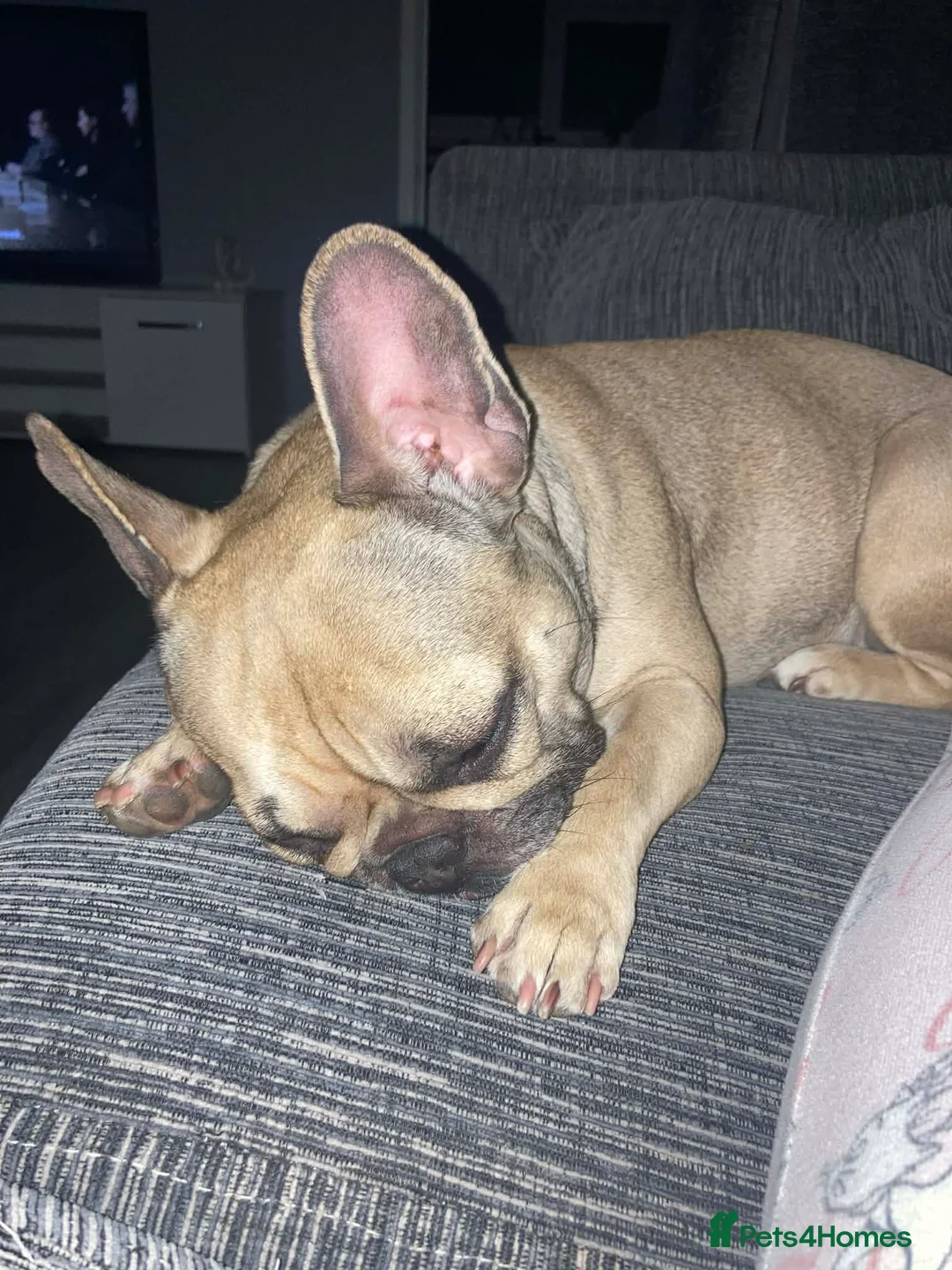 French Bulldog dogs for sale: Female french bulldog  in Widnes - Advert 1