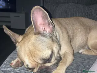 French Bulldog dogs Female french bulldog - Advert 2