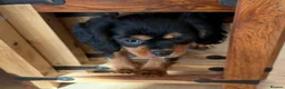 Cavalier King Charles Spaniel dogs for sale: KC registered Cavalier King Charles Ready Now - Advert 13