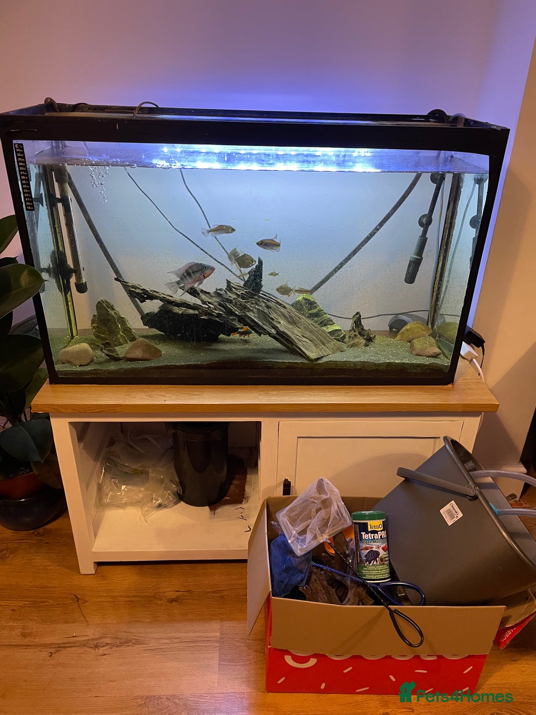 Other/Mixed Breed fish for sale: Tropical fish  - Advert 1