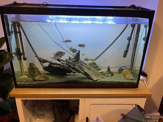 Other/Mixed Breed fish Tropical fish - Advert 3