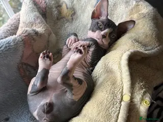 Sphynx cats Sphynx Male Kitten - Advert 13