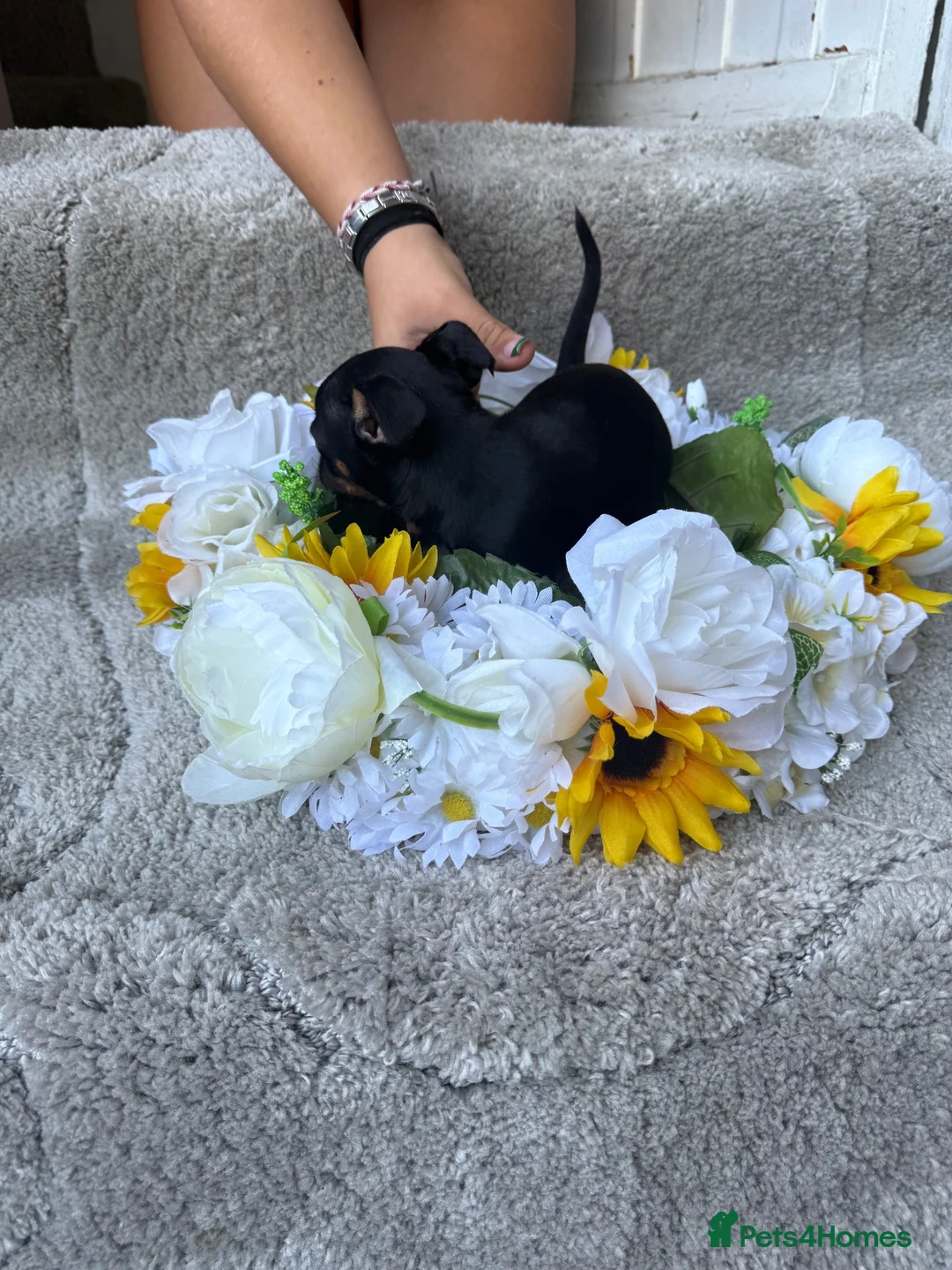 Jackshund dogs for sale: Beautiful JackShund Puppies - Advert 33