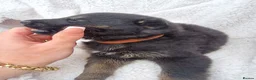German Shepherd dogs for sale: German shepherd pups in HULL - Advert 37