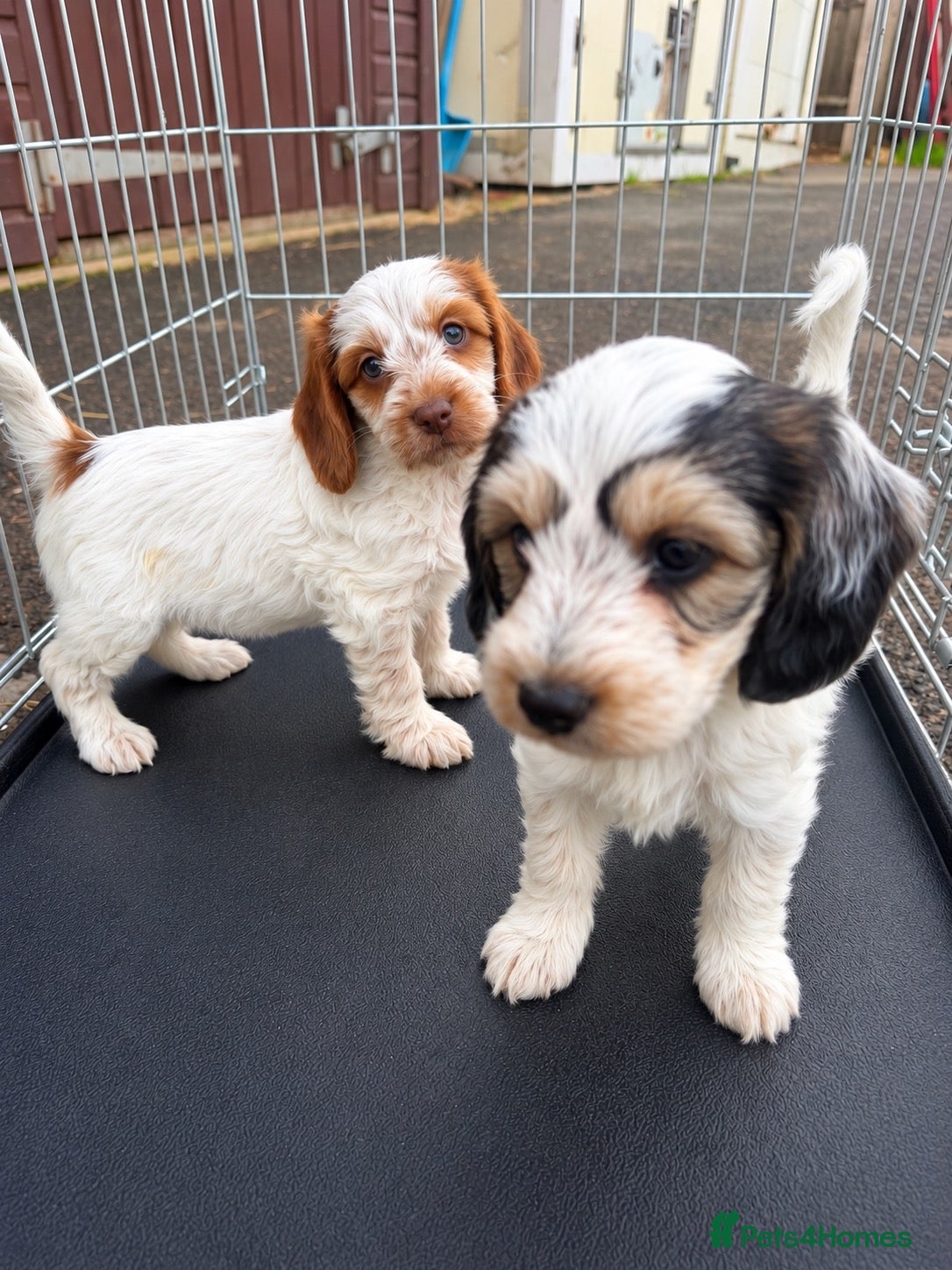 Cockapoo dogs for sale: 2 beautiful cockapoo girls - Ready to go!  - Advert 6