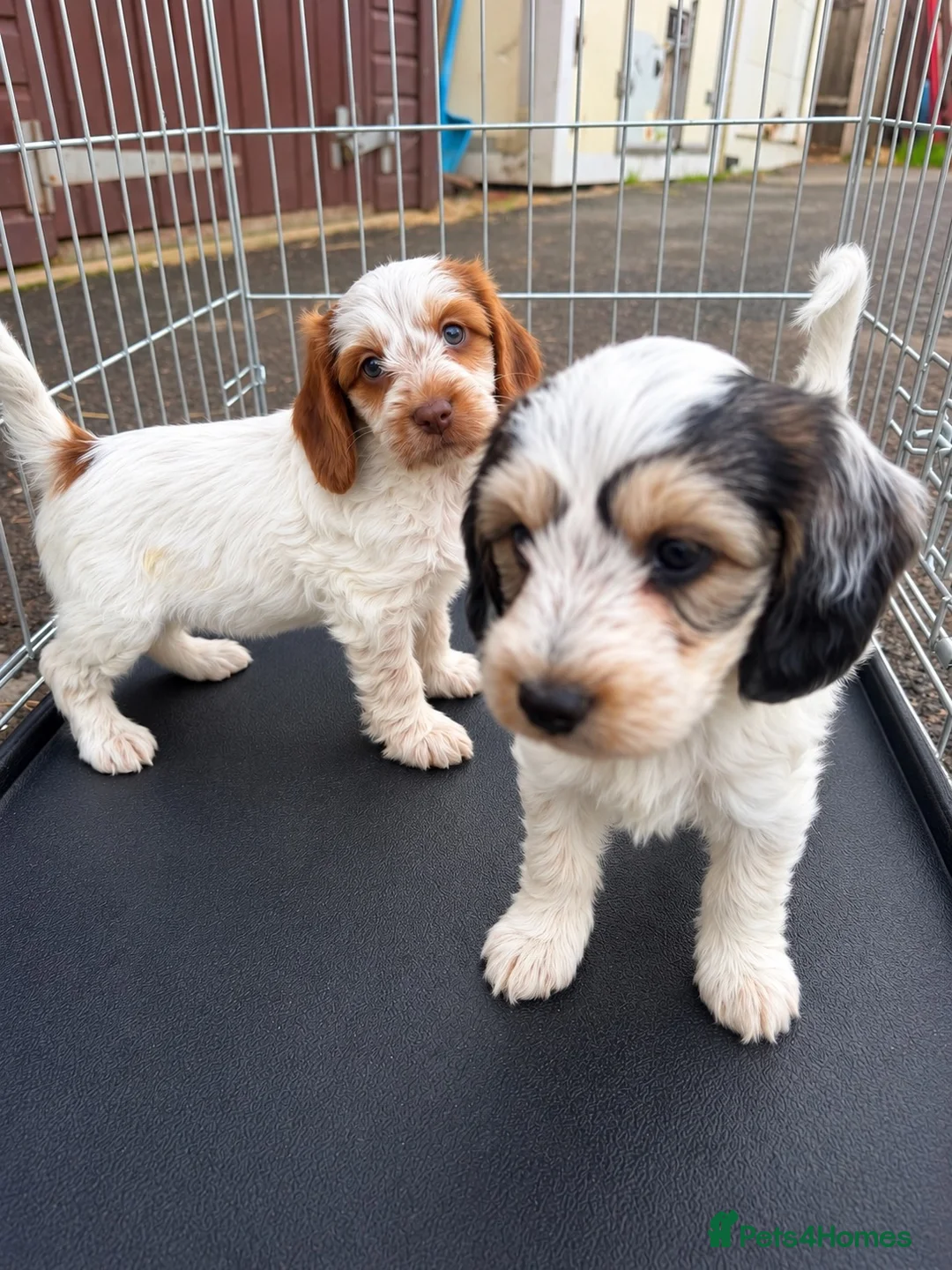 Cockapoo dogs for sale: 2 beautiful cockapoo girls - Ready to go!  - Advert 1