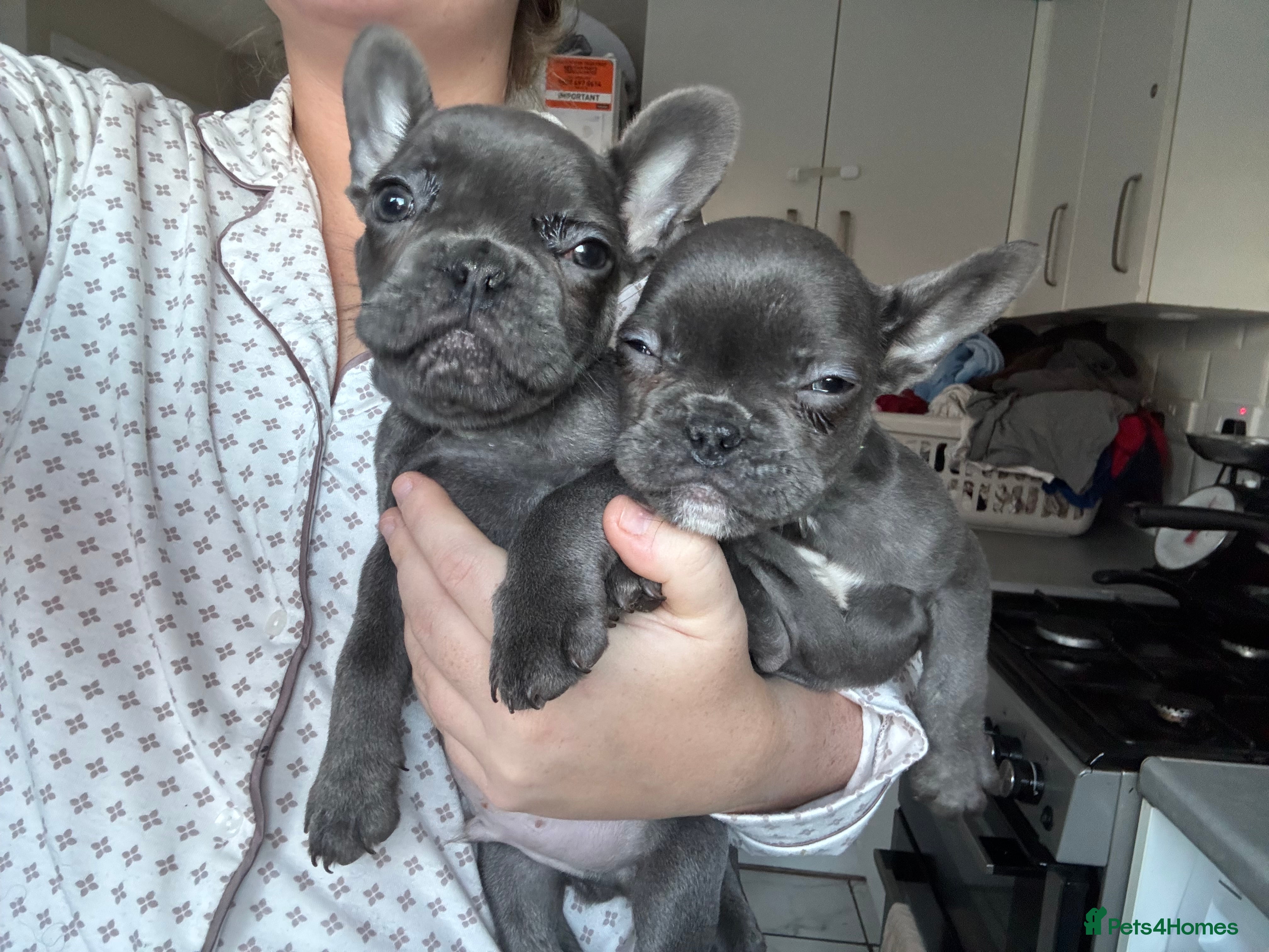 French Bulldog dogs French bulldog puppies 2 LEFT - Advert 6