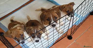 Jack Russell dogs - Advert 2