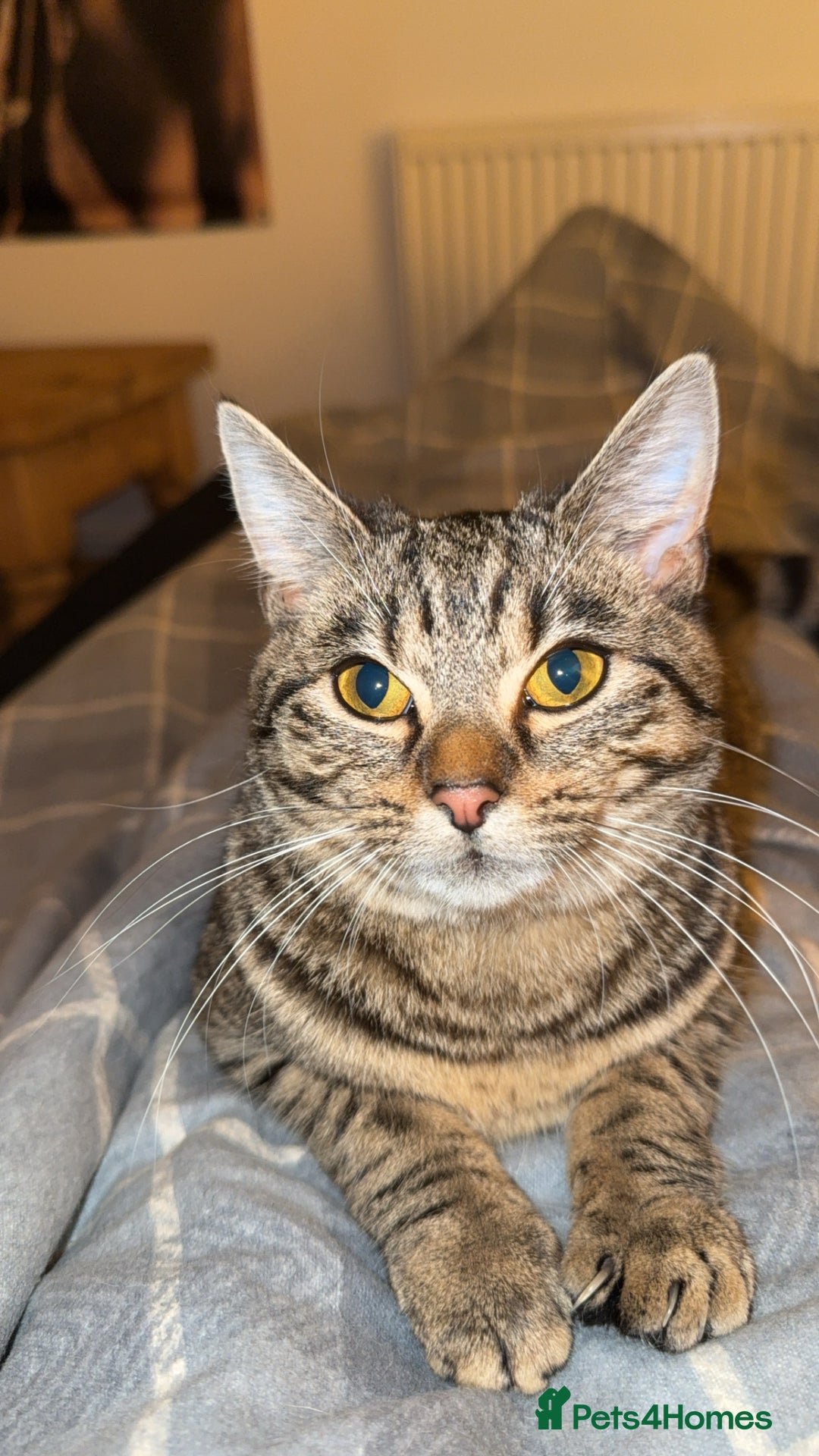 Bengal cats for sale: Aisa 9 months old  - Advert 2