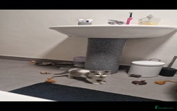 British Shorthair cats for sale: 😍 READY NOW gccf reg British shorthair kittens - Advert 22