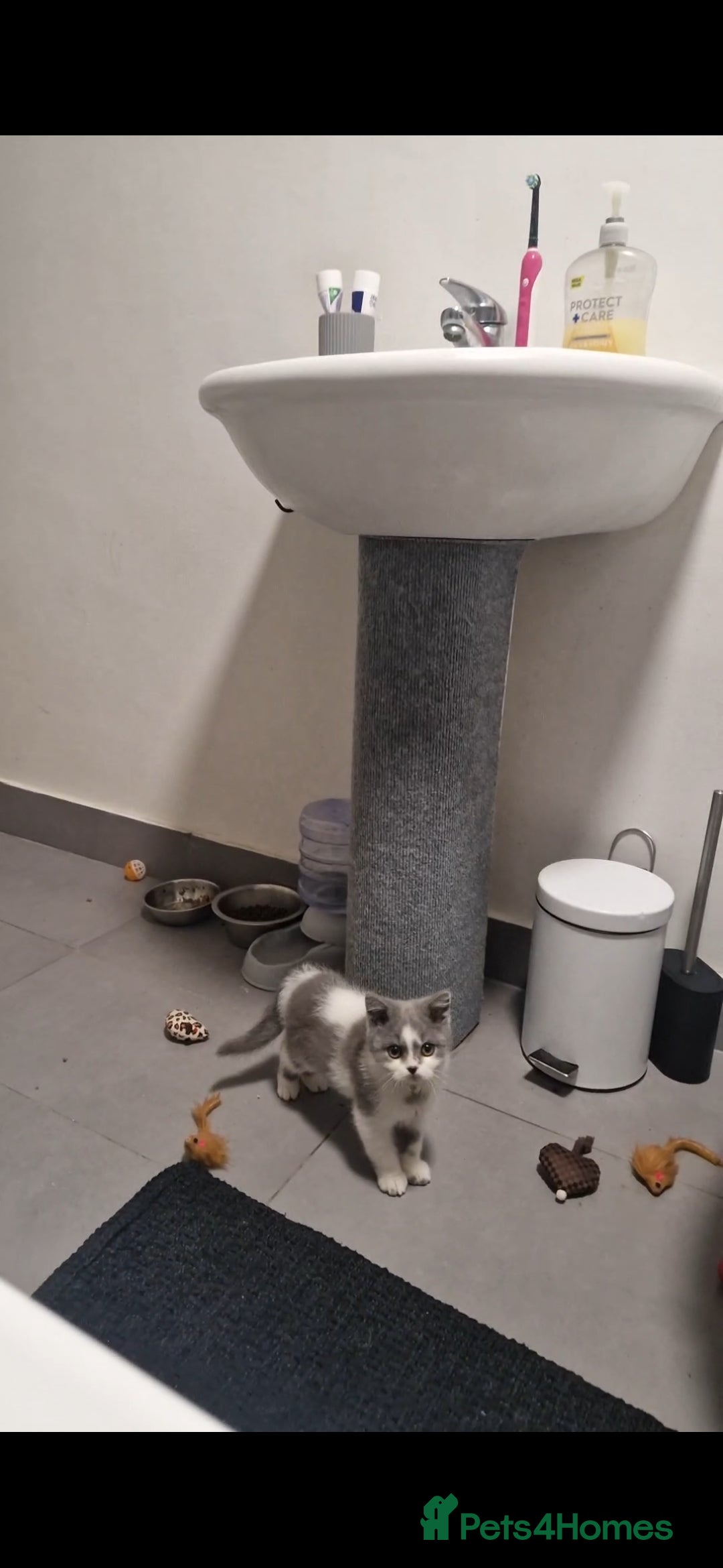 British Shorthair cats for sale: 😍 READY NOW gccf reg British shorthair kittens - Advert 22