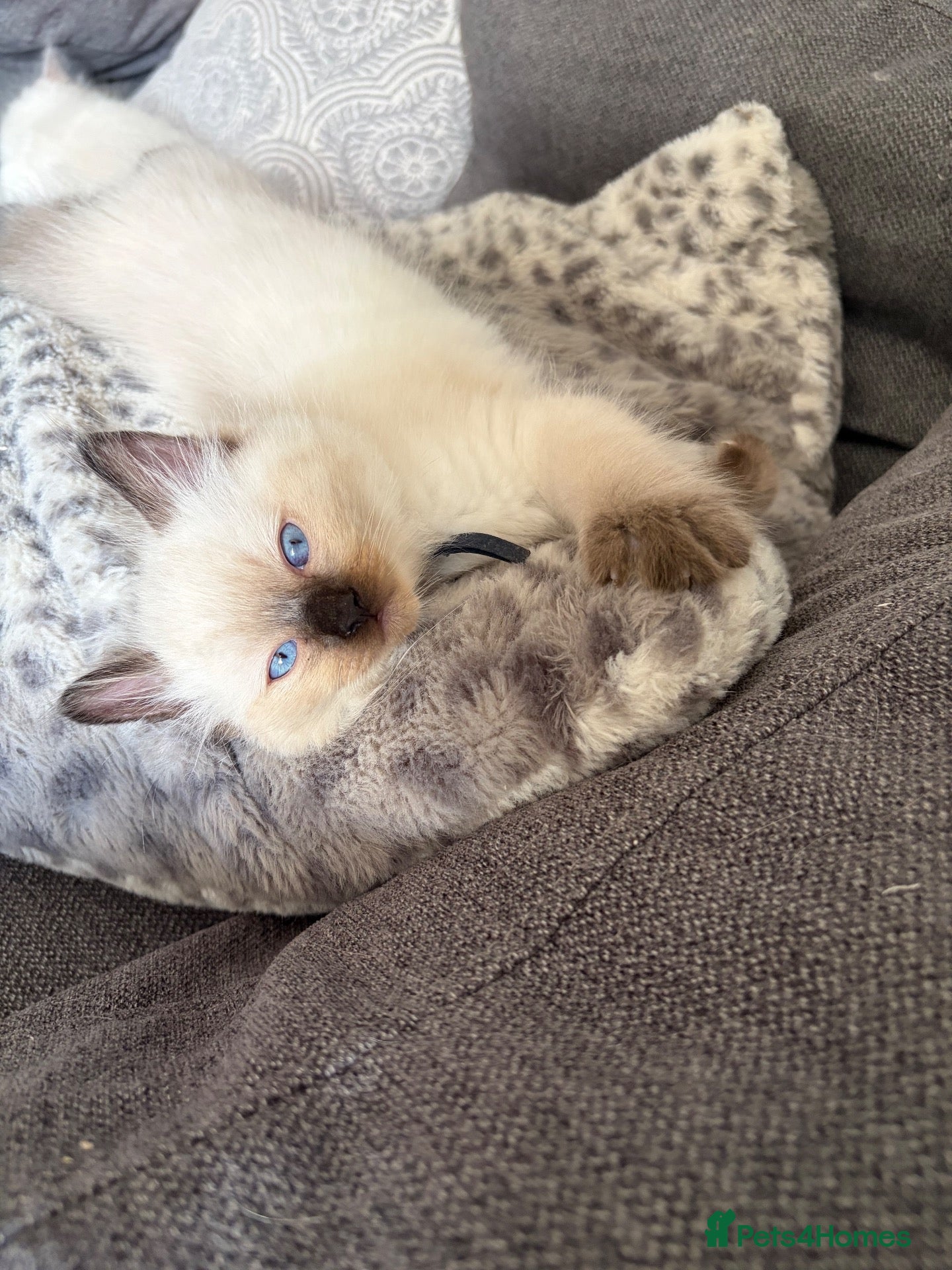 Ragdoll cats Ragdoll kittens (1 boy left) - Advert 1