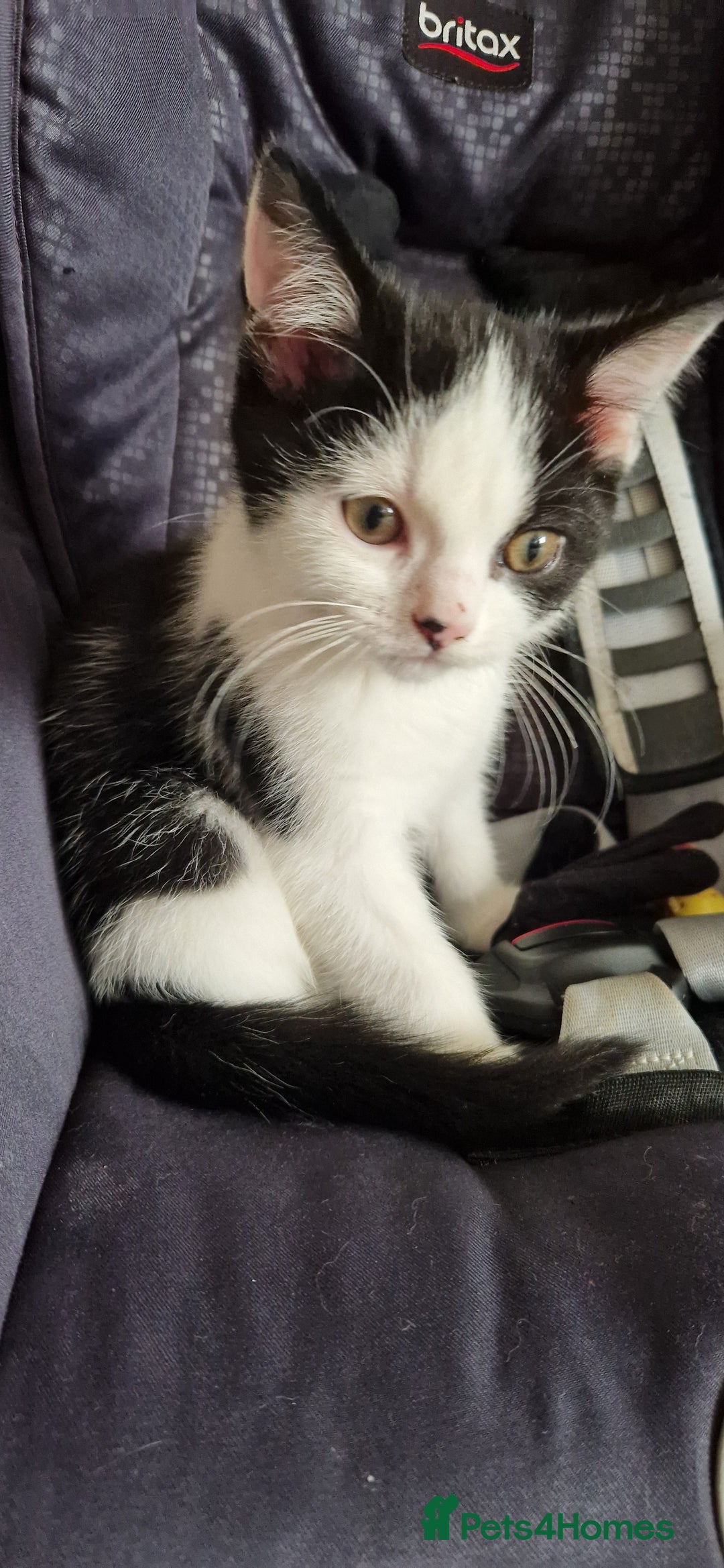 British Shorthair cats for sale: British shorthair mix looking for new home - Advert 15