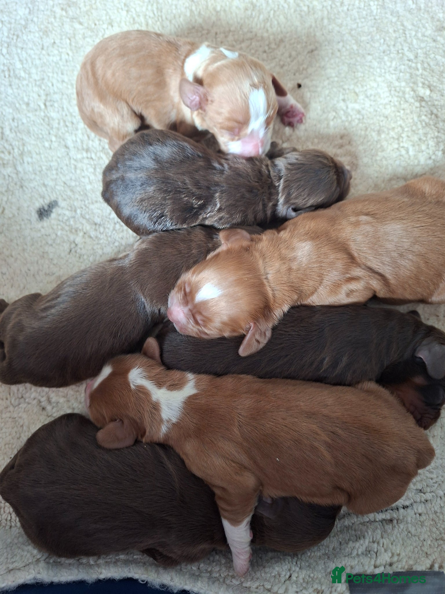 Cocker Spaniel dogs for sale: Cocker spaniel puppies  - Advert 11