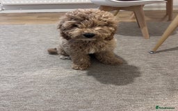 Cavapoo dogs for sale: Cavapoo - Image 2
