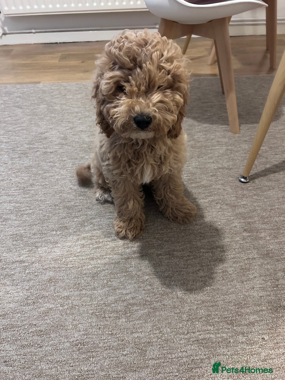 Cavapoo dogs for sale: Cavapoo - Image 2