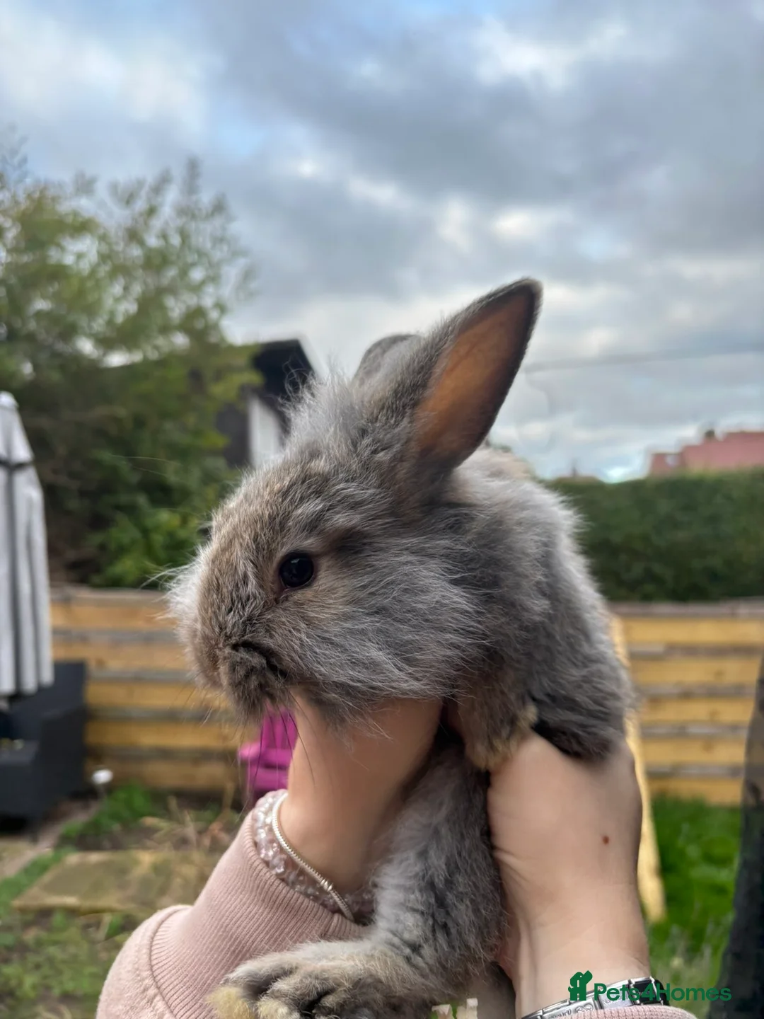 Mixed Breed rabbits for sale: 11 week old lionhead/ giant continental  - Advert 3