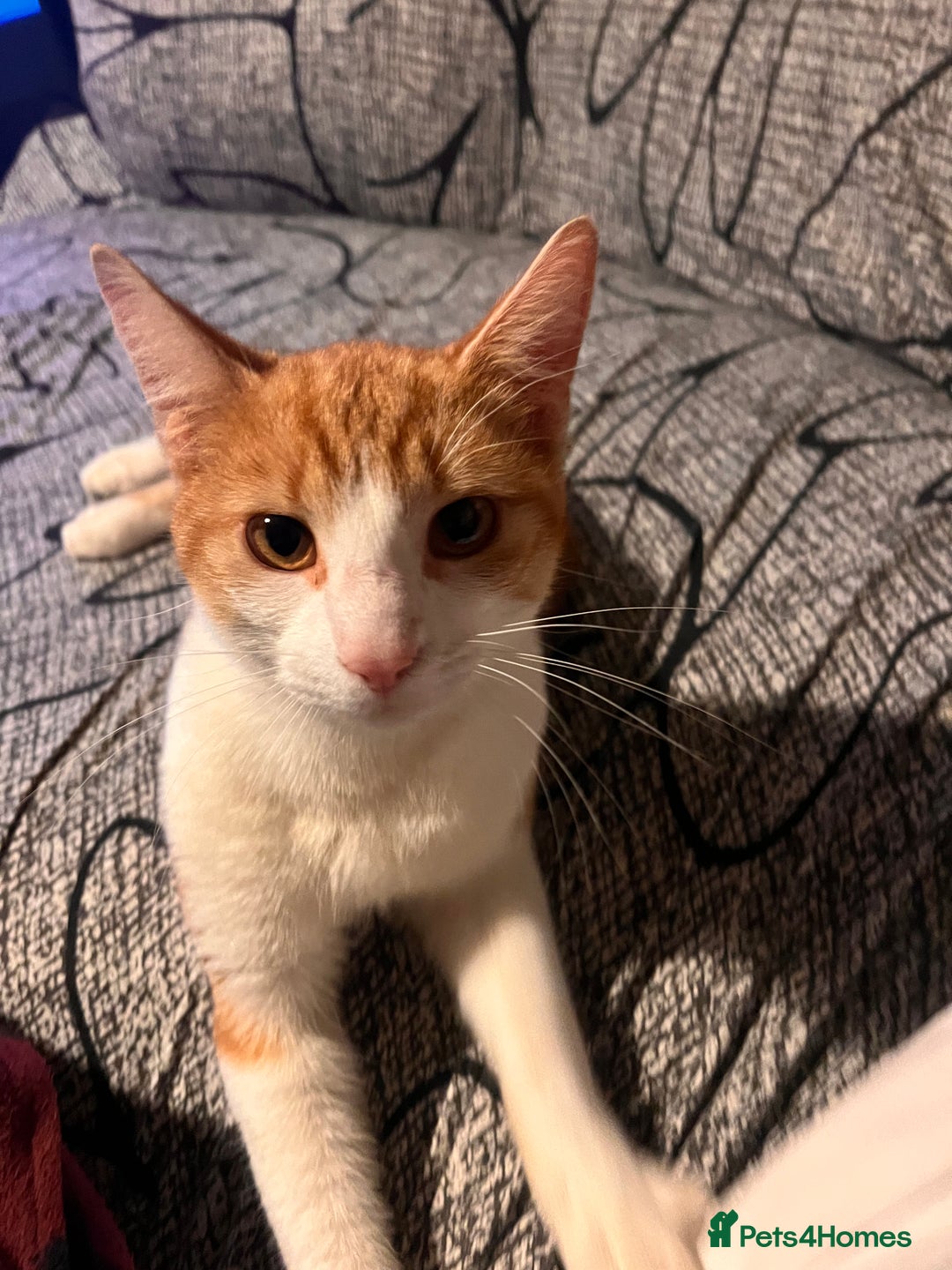 Mixed Breed cats for sale: 5 Mixed breed kittens for sale - Image 11