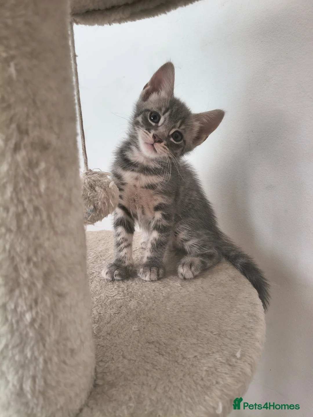 Mixed Breed cats for sale: Maine coone/ Bengal/ Russian white cross kittens - Advert 2