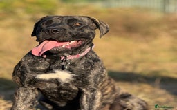 Presa Canario dogs for sale: 7 month female presa canario - Image 2