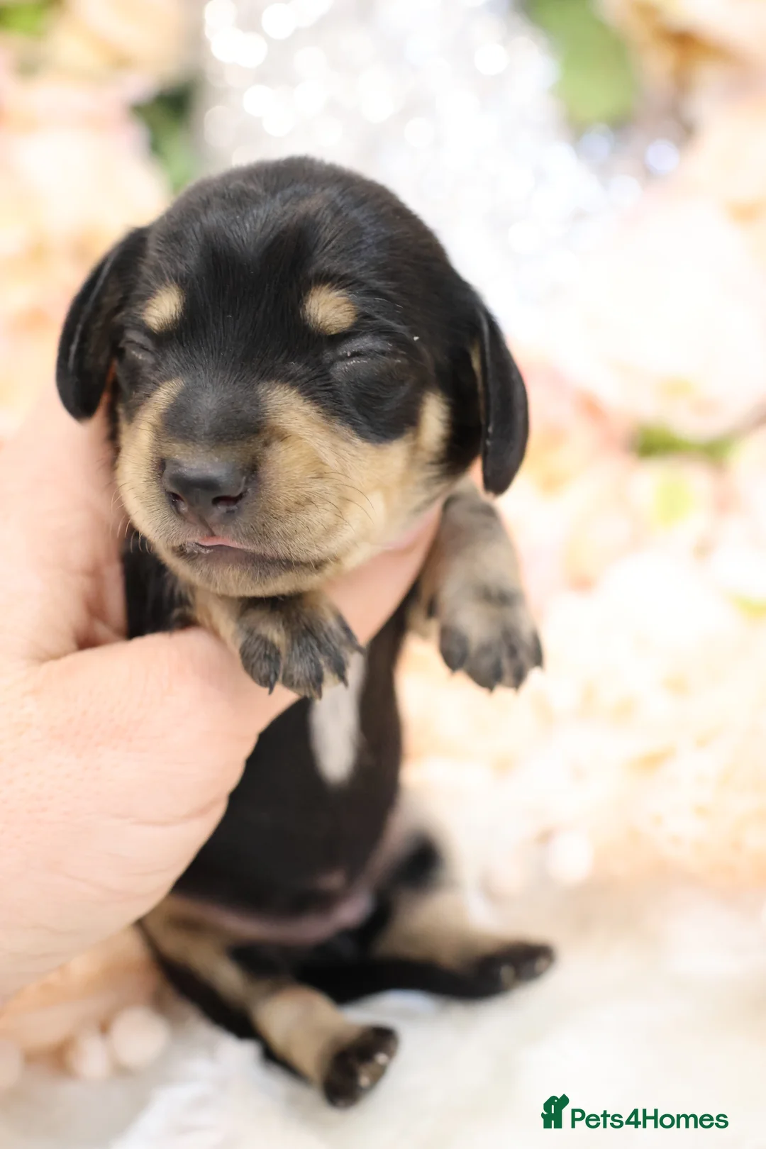 Miniature Dachshund dogs for sale: KC Miniature Dachshund Puppies - Advert 15