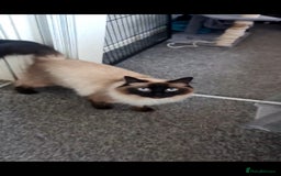 Ragdoll cats for sale: Beautiful Ragdoll for her forever home - Image 2