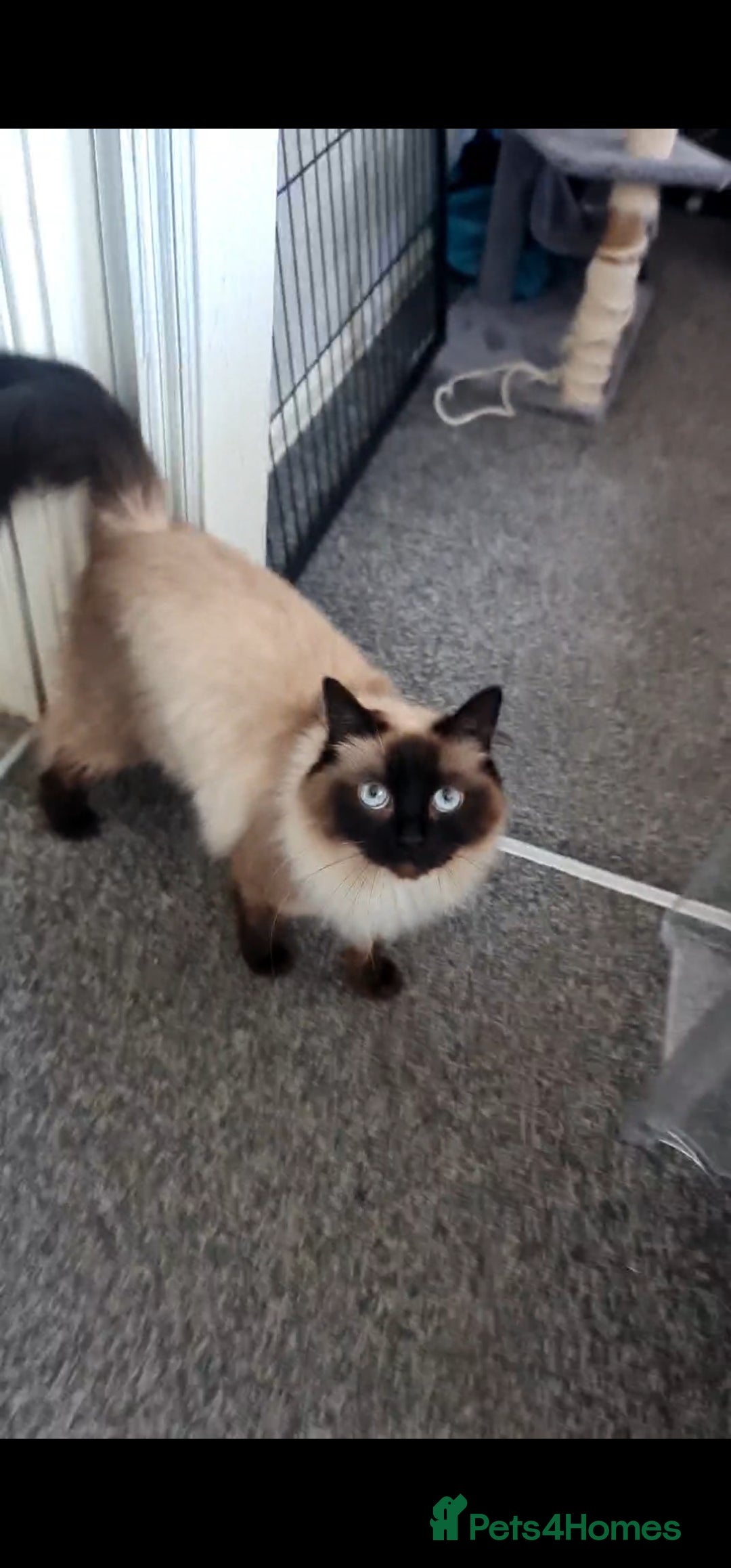 Ragdoll cats for sale: Beautiful Ragdoll for her forever home - Image 2