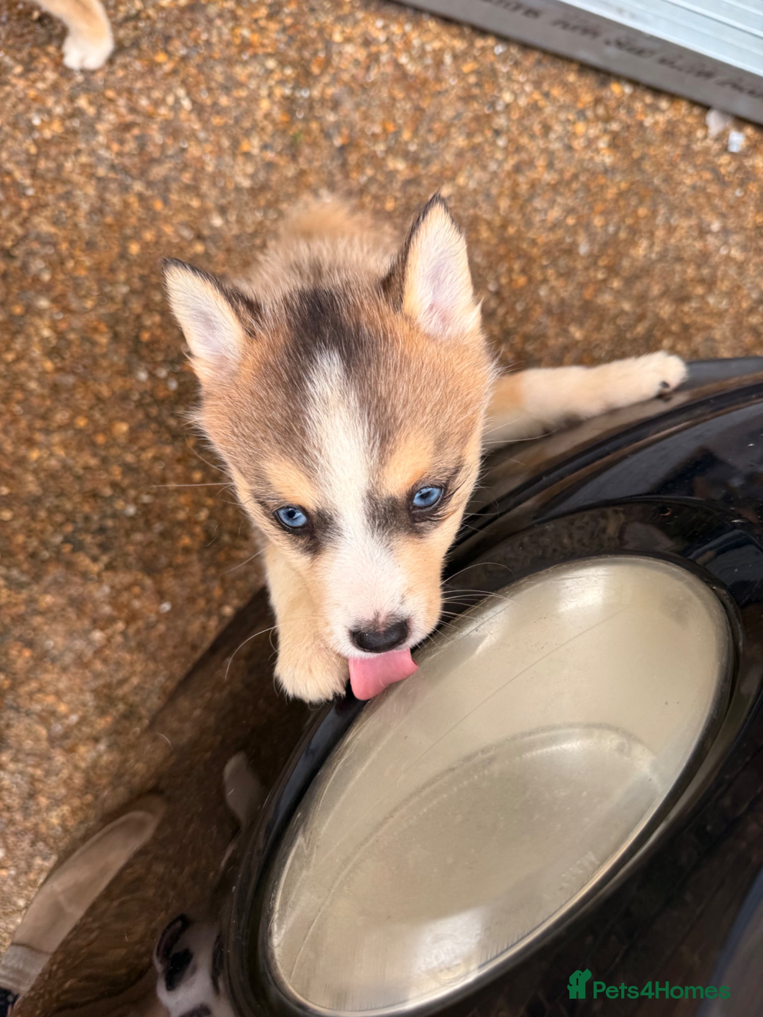 Pomsky dogs 6 beautiful pomsky 3 girls 3 boy ready to leave  - Advert 2
