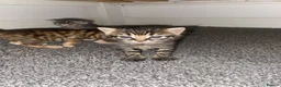 Bengal cats for sale: Bengal&Ginger Tabby mix  - Advert 2
