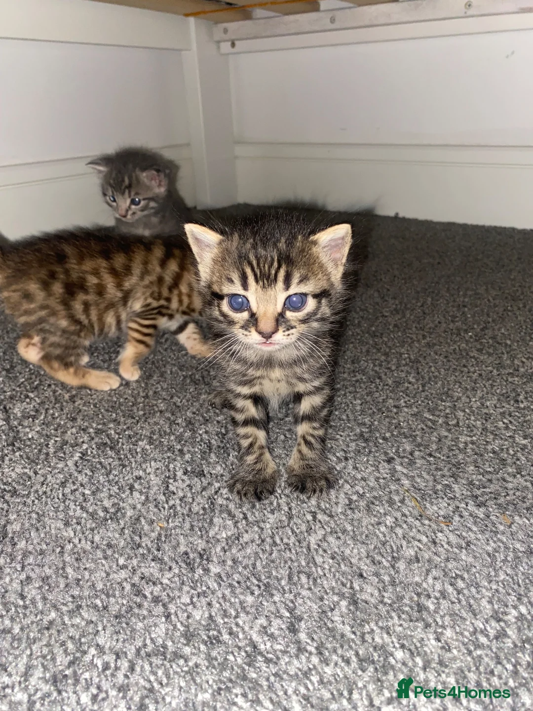 Bengal cats for sale: Bengal&Ginger Tabby mix  - Advert 2