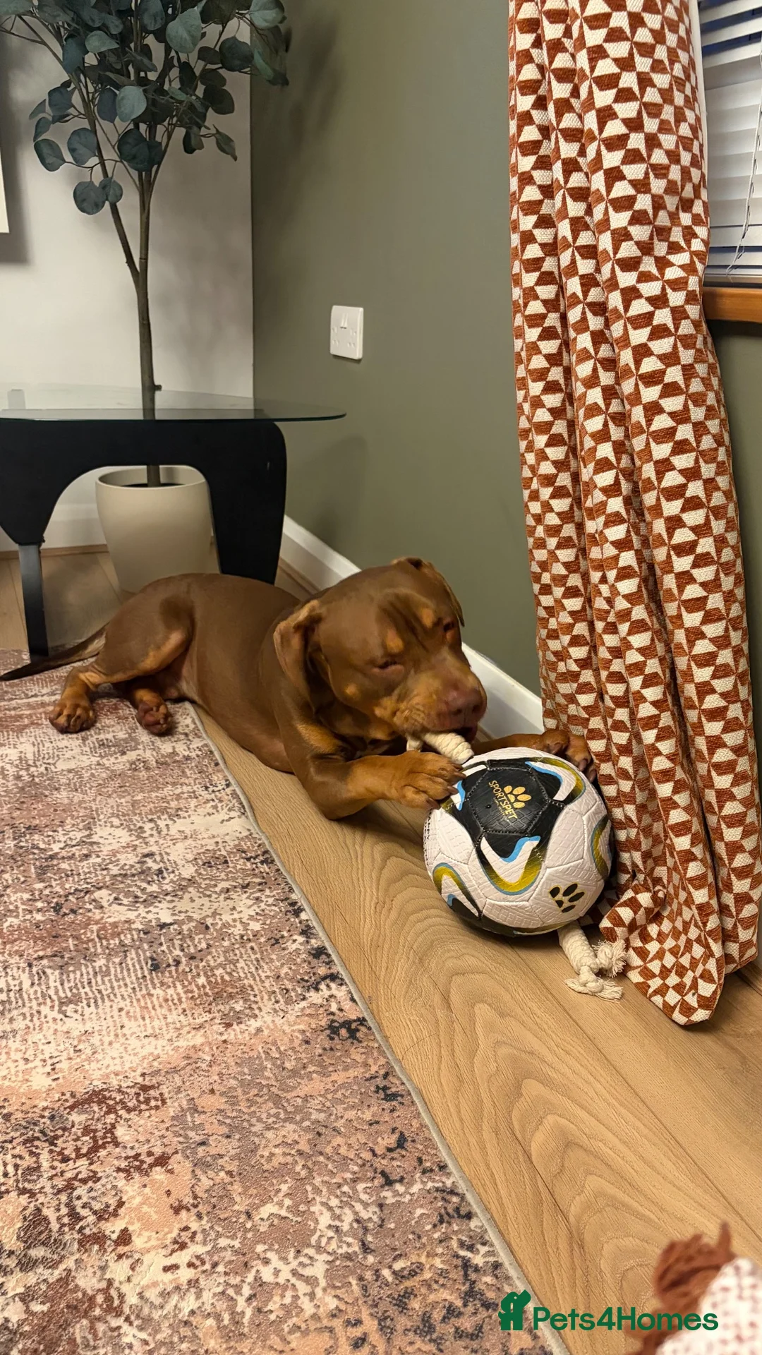 Mixed Breed dogs for sale: Staffordshire Bull Terrier Mix in Watford - Advert 2